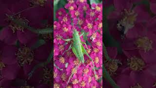 One moment in the life of a grasshopper. #grasshopper #animals #shorts