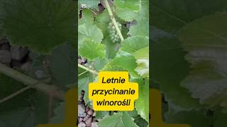 Letnie przycinanie winorośli #ogród #garden #winogrono