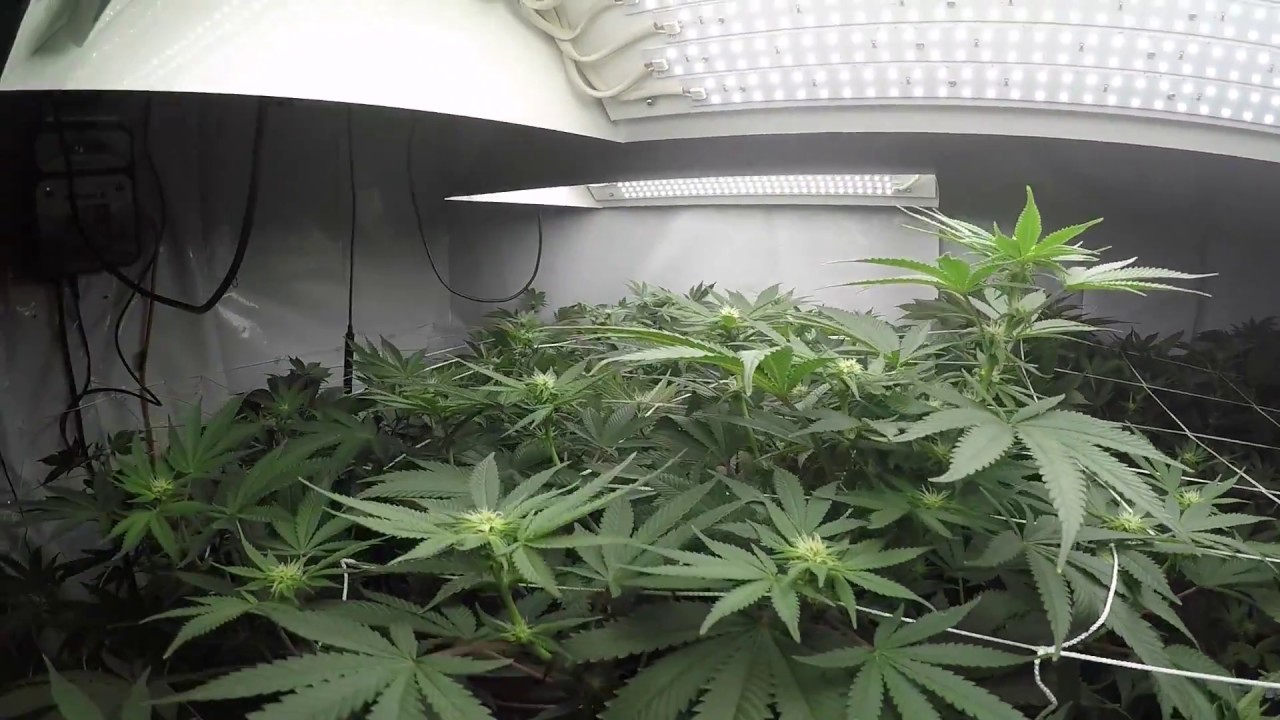 Flowering Marijuana Week 2 (Day14) False Teeth - Brandywine