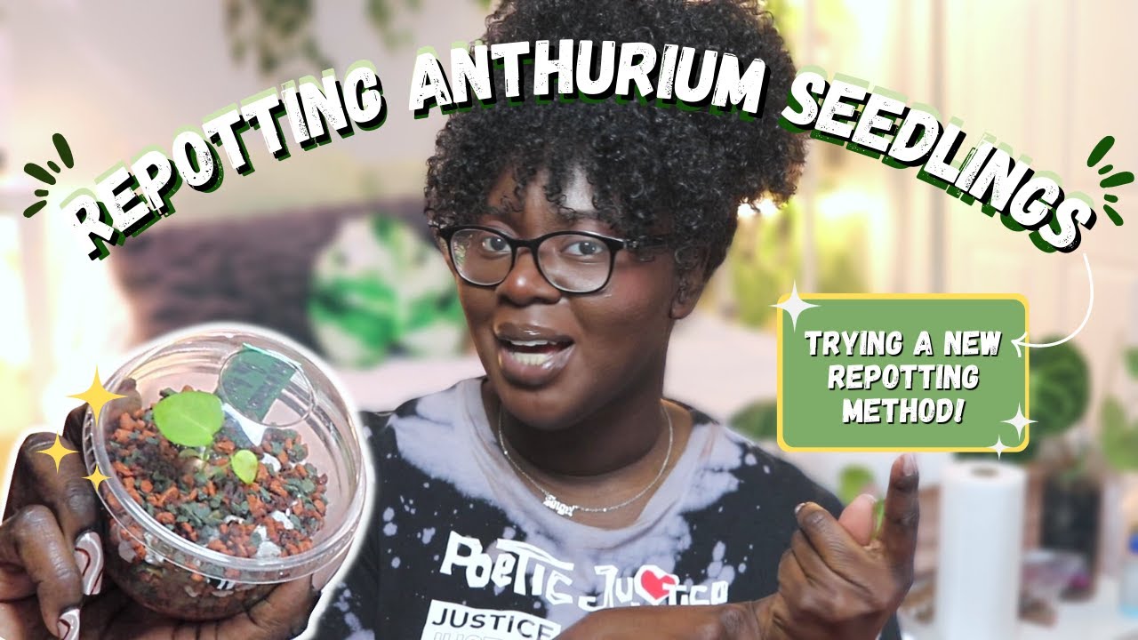 Trying a NEW Repotting Method!🥴✨| Repot Anthurium Seedlings With Me😅💕
