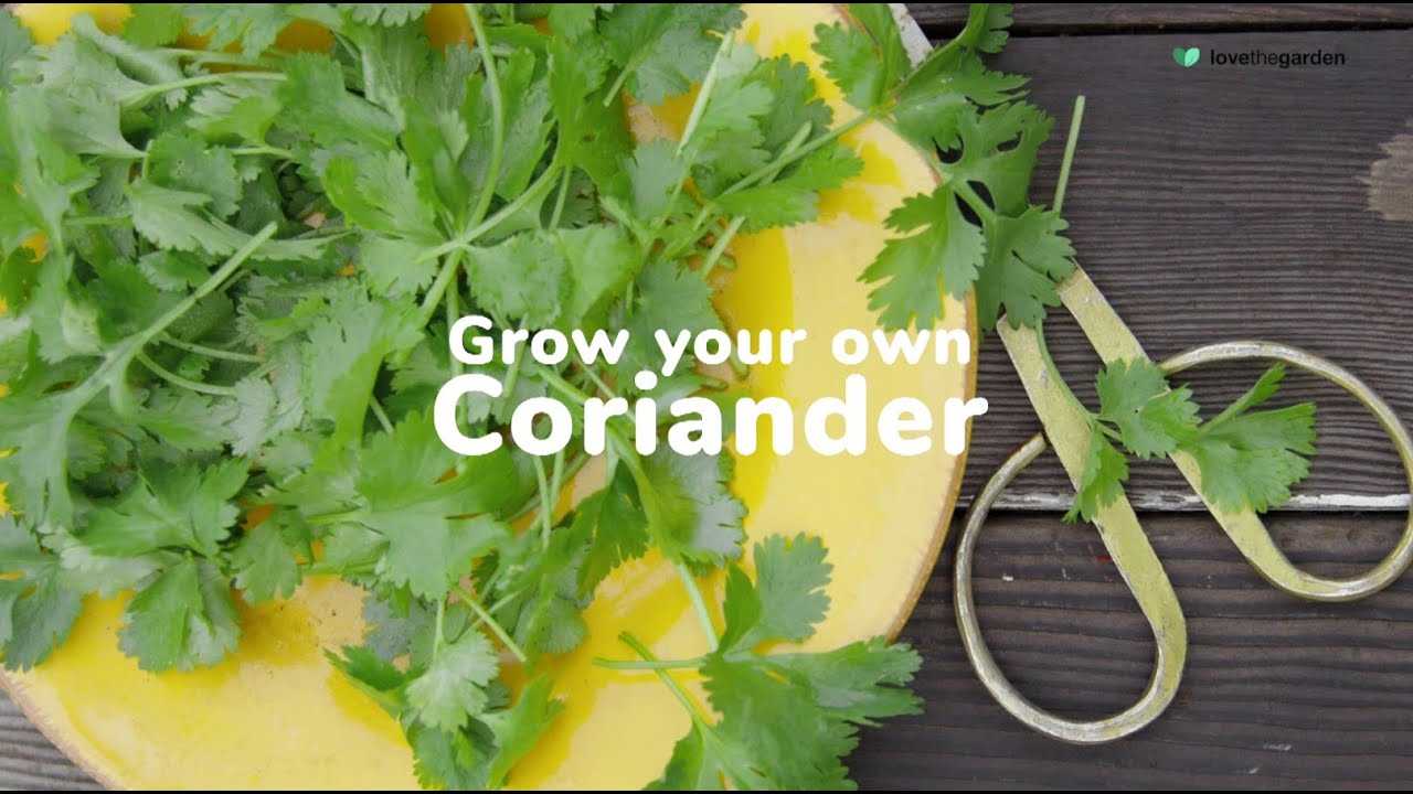 How To Grow and Care For Coriander Easily | Love The Garden