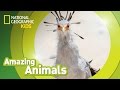 Secretary Bird Facts and Trivia