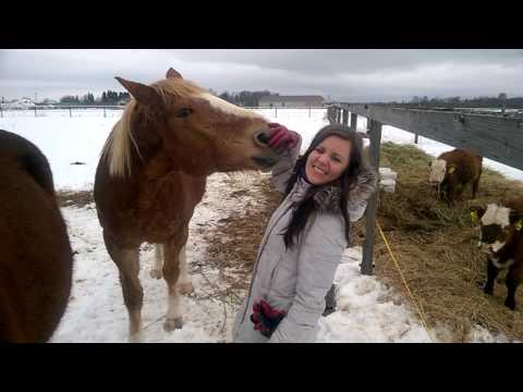 Video: Ameerika Sadulatõugu Hobuste Tõug Hüpoallergeenne, Tervise Ja Eluiga
