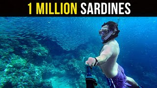 The Great Sardine Run - Moalboal Philippines by Alex Chacon 8,049 views 2 years ago 1 minute, 36 seconds
