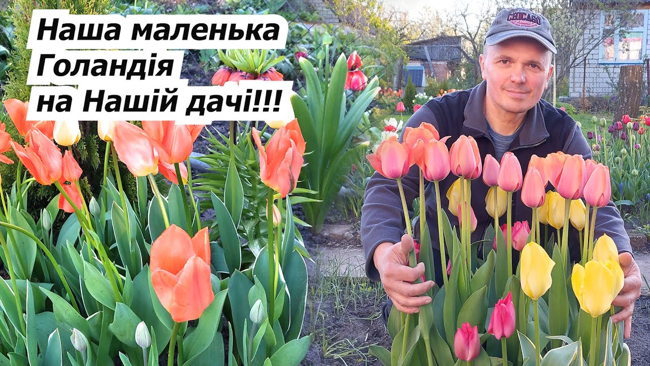 Квітують тюльпани на Нашій дачі!