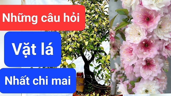 Lá hương nhu còn gọi là lá gì