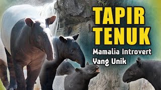 TAPIR-Mamalia introvert yang unik #tapir #tapirtenuk #tenuk #tapiriver #introvert  #mamalia