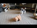 Playful cavapoo puppies