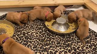 3  Week Old Dogue de Bordeaux Puppies  First Meal of Puppy Gruel