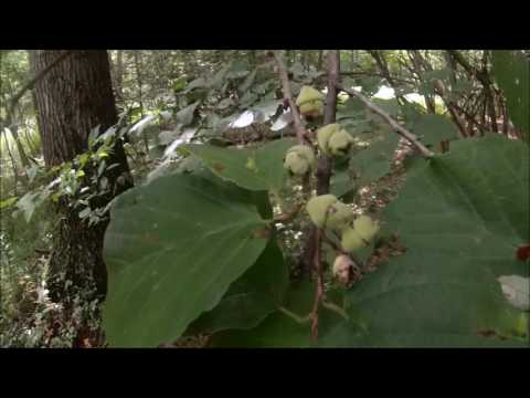 Episode 120   Witch Hazel
