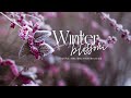 Vietsub Winter Blossom Dept Feat Ashley Alisha Nobody Likes You Pat Lyrics Video Vietsub Winter Blossom Dept Feat Ashley Alisha Nobody Likes You Pat Lyrics Video