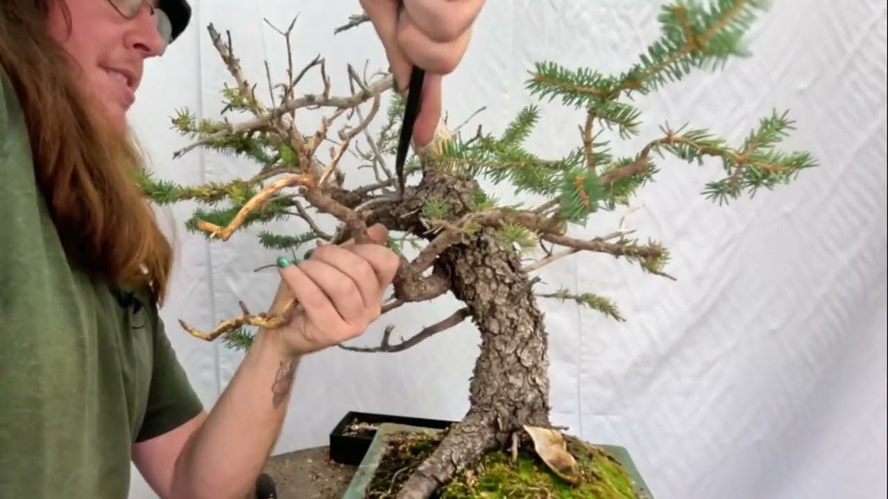 Colorado Blue Spruce | Wire Comes Off, Deadwood Begins