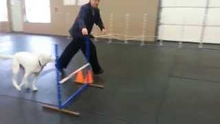 Yuki advanced agility 2 week 4