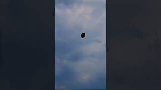 Unbelievable Yaar 😱|Bigest Kite Catching seen screenshot 5