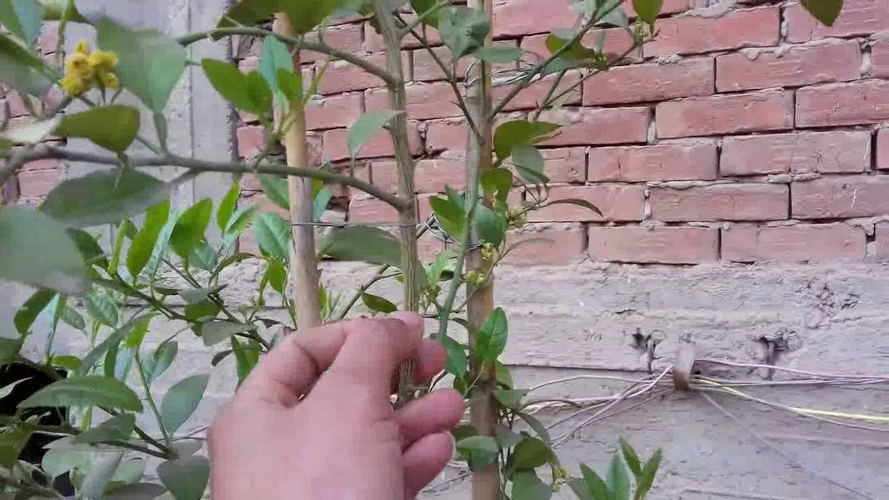 كيفية الاهتمام بشجرة الليمون زراعة الاسطح Youtube