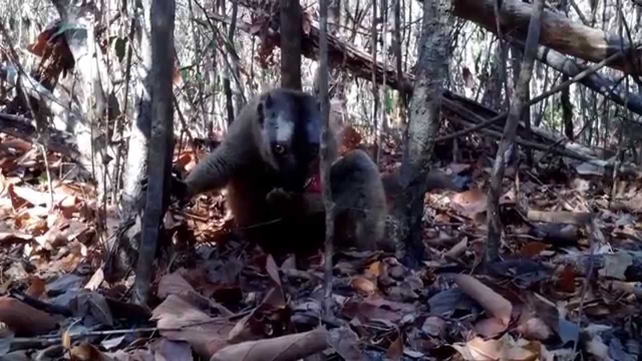 Close Up of a Feeding Redfronted Lemur