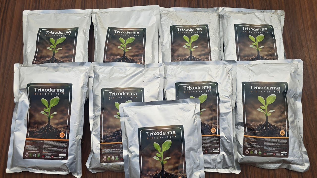 ИЛДИЗЛАРИМИЗНИ БИОЛОГИК ХИМОЯ КИЛАМИЗ. ТРИХОДЕРМАНИ ТУГРИ ИШЛАТИШ