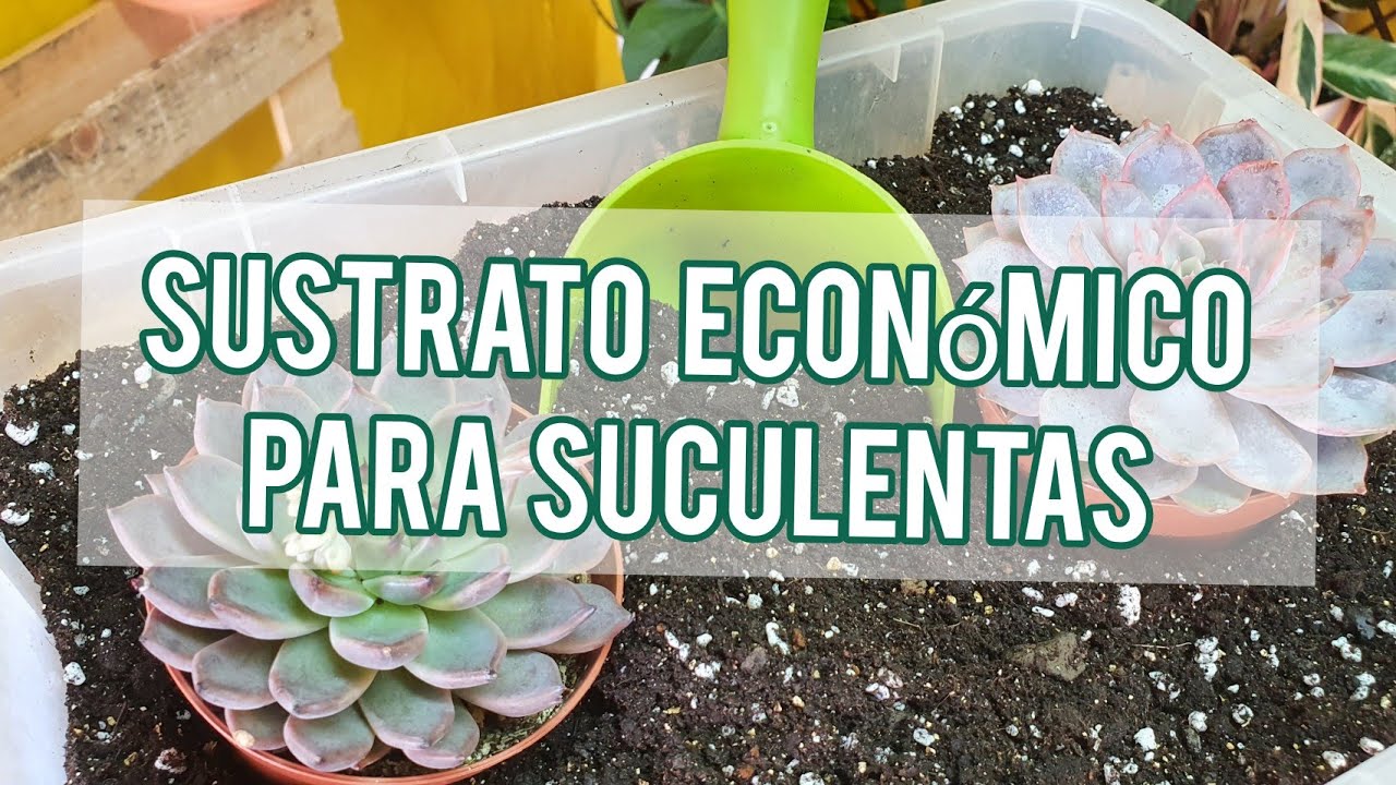 Sustrato económico y rico en nutrientes para tus Suculentas/ Jardín Suculento