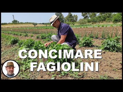 Video: Quali sono le cause della ruggine sulle piante di fagioli: il miglior trattamento per la ruggine dei fagioli nei giardini