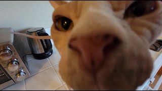 Fast food Friday for the Sphynx cats by SphynxDaddy 151 views 3 years ago 2 minutes, 38 seconds