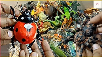 Insects and Bugs Names for Kids | Learn Creepy Crawlers