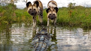 Wild Dogs Regret Crossing The Ruthless Crocodile's Trap