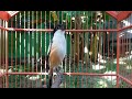 Pancingan Cendet Gacor Cocok Buat Memancing Cendet Anda Yang Macet Mp3 - Mp4 Download