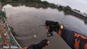 Câu cá lóc tại hồ Út Lệ bằng cần Ul và mồi mềm Caracal