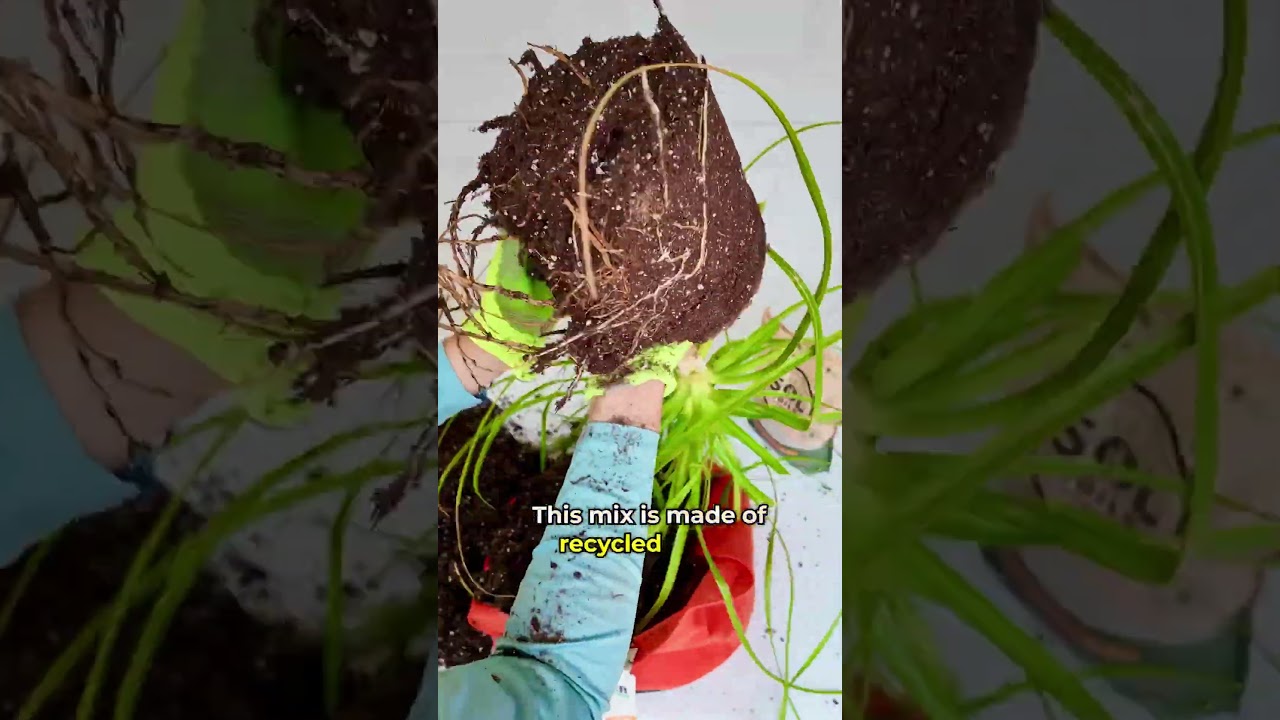 Let's repot our Ponytail Palm 🌴 into a 10-Gallon Smart Pot using Sol Soils!
