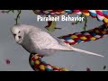Budgie Behavior Meanings |  What's my Budgie Doing