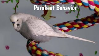 Budgie Behavior Meanings: What's my Budgie Doing