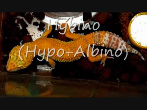 camera iphone 8 plus apk Leopard gecko Morphs and Variation