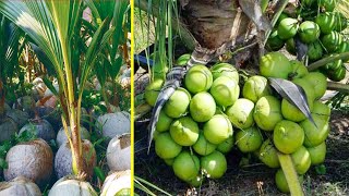 Cara menanam kelapa hibrida