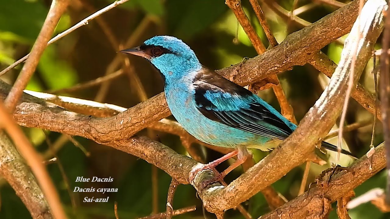 BLUE DACNIS male (DACNIS CAYANA), SAÍ AZUL, Demarcating its territory, Colorful bird, Exotic birds.