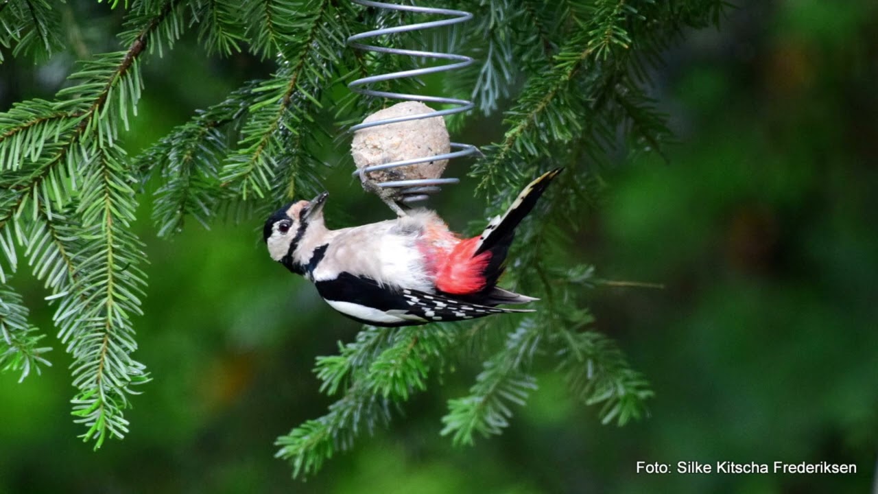 Gartenvögel - Gardenbirds - Havefugle - Juli/August 2023