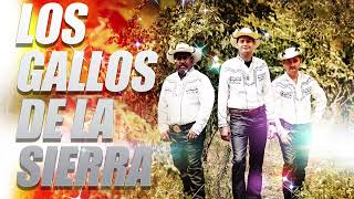 Los Gallos de La Sierra Puros Corridos Pesados - Puros Corridos Chingones by Puros Corridos Mix 135 views 1 year ago 1 hour, 17 minutes