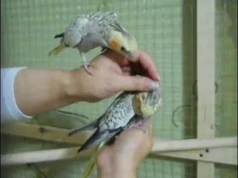 Как гладить попугая. Ожереловый попугай чистит хвост. Волнистый попугай гладят. Корелла попугай в природе. Попугай жора.