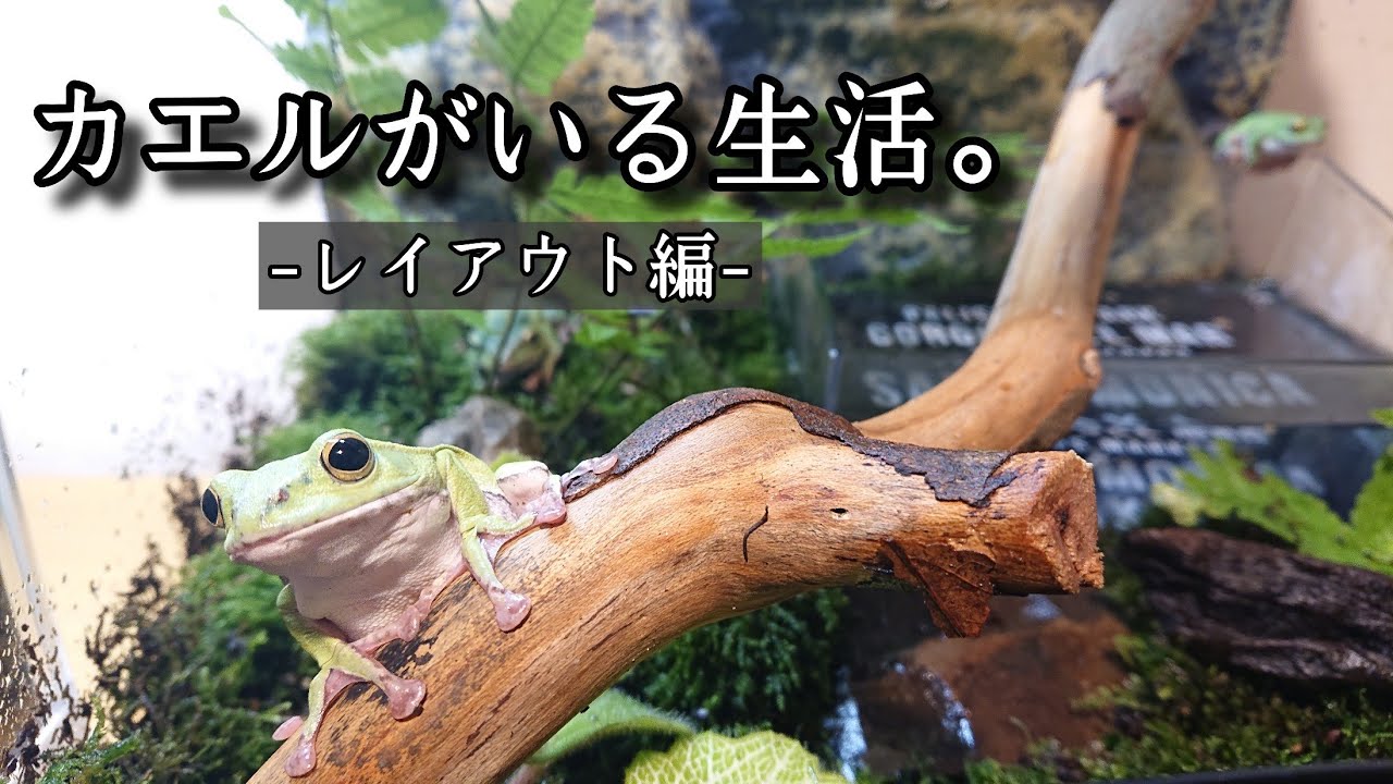 カエル飼育 ほぼ拾い物でネイチャー系レイアウトを完成させてみた Tree Frog Youtube