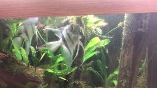 Angelfish, Rosy Tetras, and Lemon Tetras vs. Mysis Shrimp