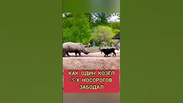 Как один козёл 3-х носорогов забодал!!!))))