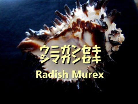 ウニガンセキ 貝類動画図鑑　Radish Murux 海の貝