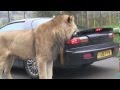 Lion takes a bite out of sports car  viral uk