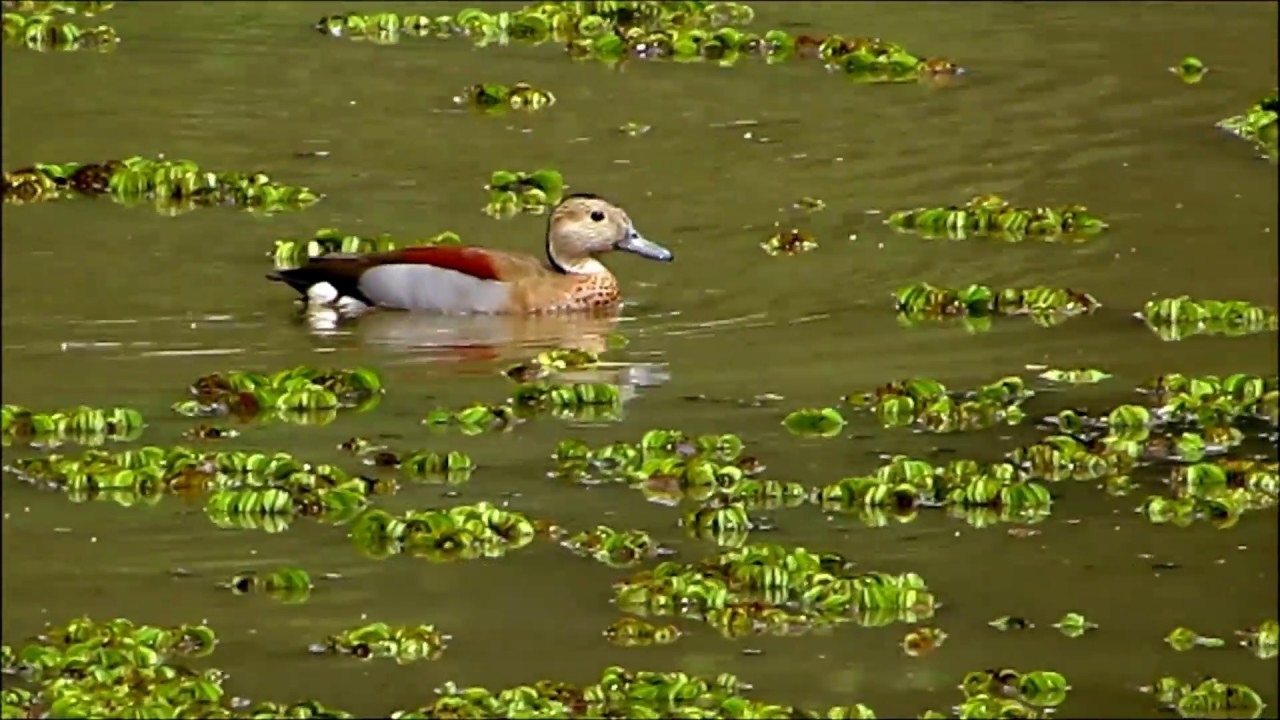 Pato de collar (Callonetta leucophrys).
