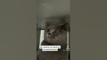 Cat attacks my camera!😂