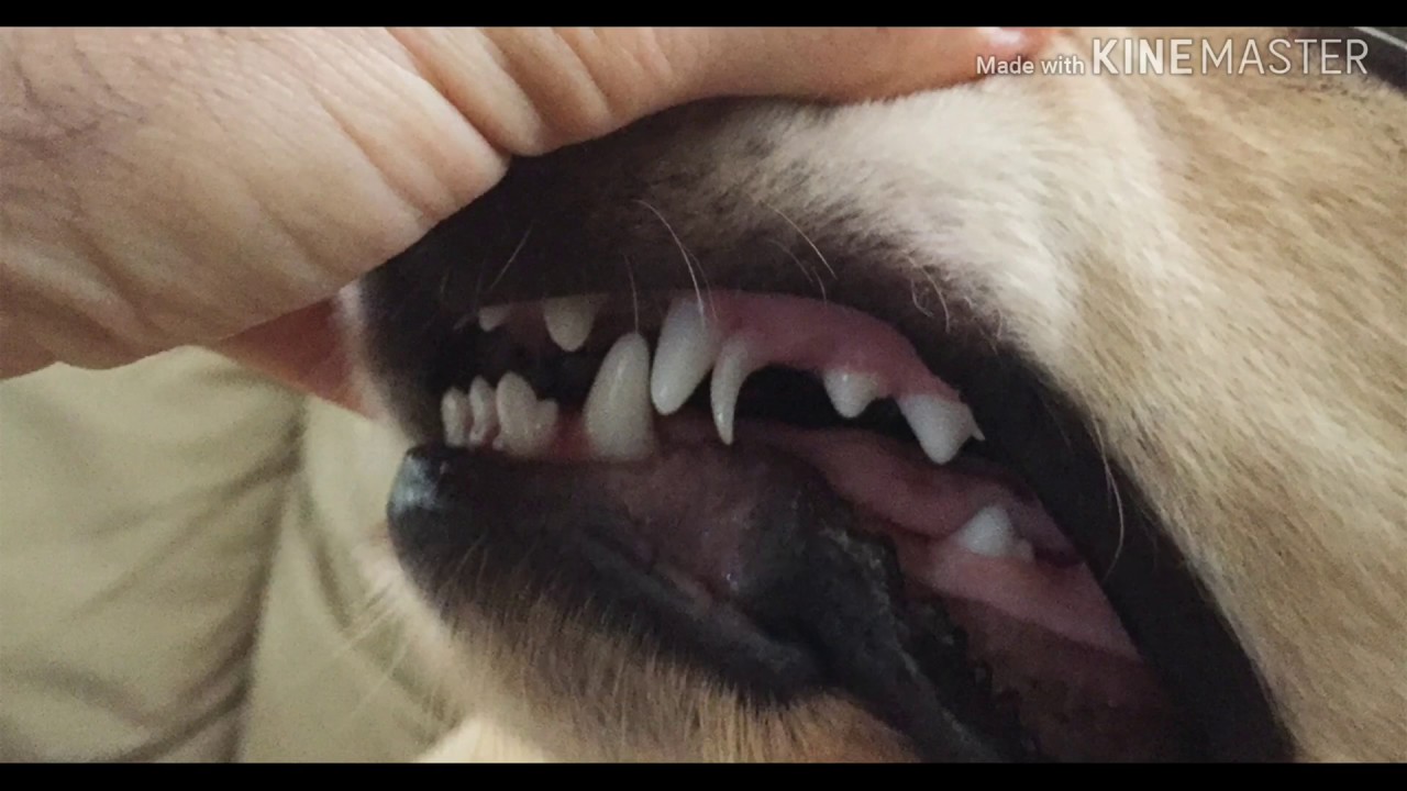 should i pull my puppys loose tooth