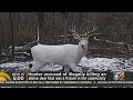 Community outraged over albino deer killed in Fayette County
