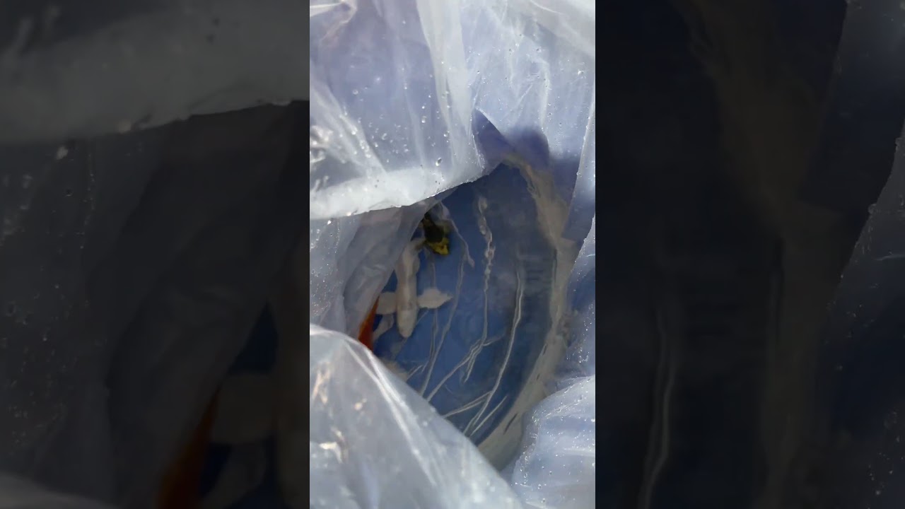 Giao đơn ngày cuối tuần. #cákoi #cakoi #koi #fishing #fish #koifish #koifishpond #guppy #goldfish