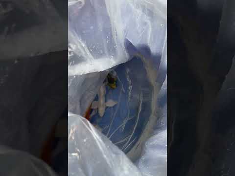 Giao đơn ngày cuối tuần. #cákoi #cakoi #koi #fishing #fish #koifish #koifishpond #guppy #goldfish