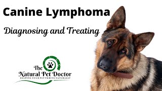 Lymphoma in Dogs with The Natural Pet Doctor