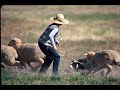 Colorado Experience: The Meeker Classic Sheepdog Trials